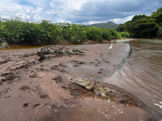 American crocodiles resting on the banks of the Tárcoles River in Costa Rica