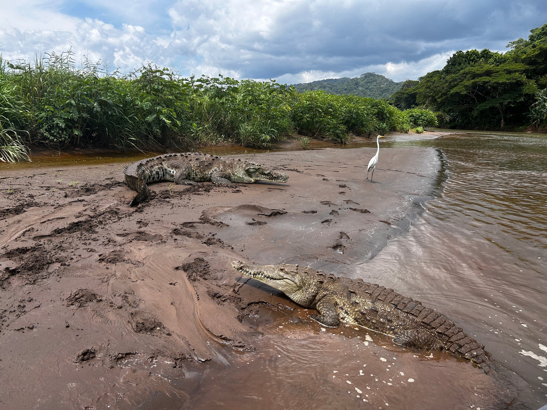 American crocodiles resting on the banks of the Tárcoles River in Costa Rica