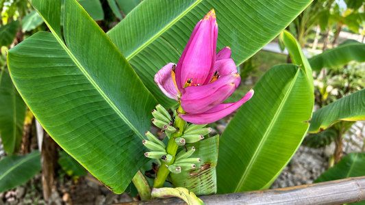 Pink banana blossom with young green bananas surrounded by tropical leaves in San José, Costa Rica