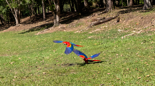 Two Scarlet Macaws (Ara macao) flying together over a grassy area in Costa Rica. 🦜🦜