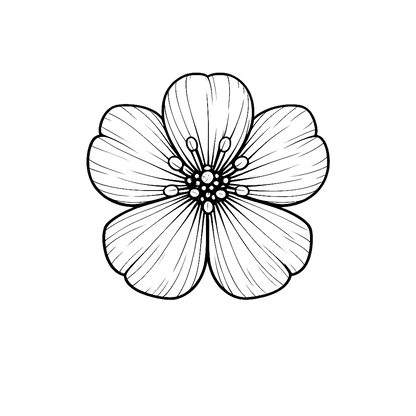 A black and white line art illustration of a five-petaled flower with detailed petal and stamen lines, centered on a solid white background.