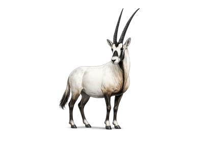 


A detailed illustration of a gazelle with long, curved black horns, a white body, and black and brown markings, set against a solid white background.