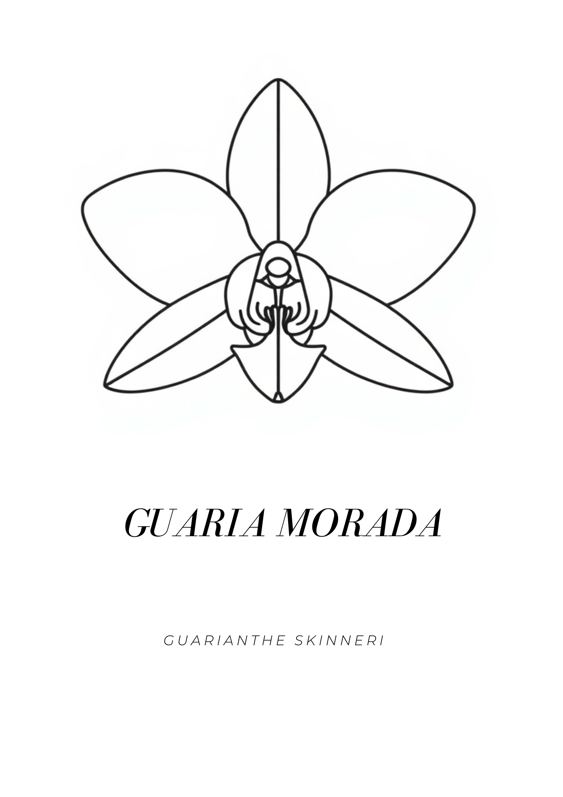 Minimalist Guaria Morada botanical art print featuring Costa Rica’s national flower, Guarianthe skinneri, with black line art on a white background.