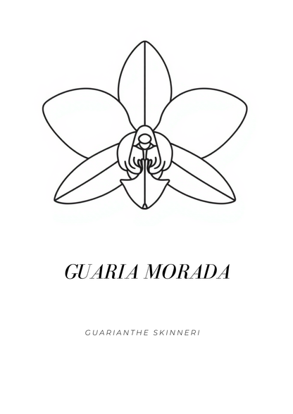 Minimalist Guaria Morada botanical art print featuring Costa Rica’s national flower, Guarianthe skinneri, with black line art on a white background.