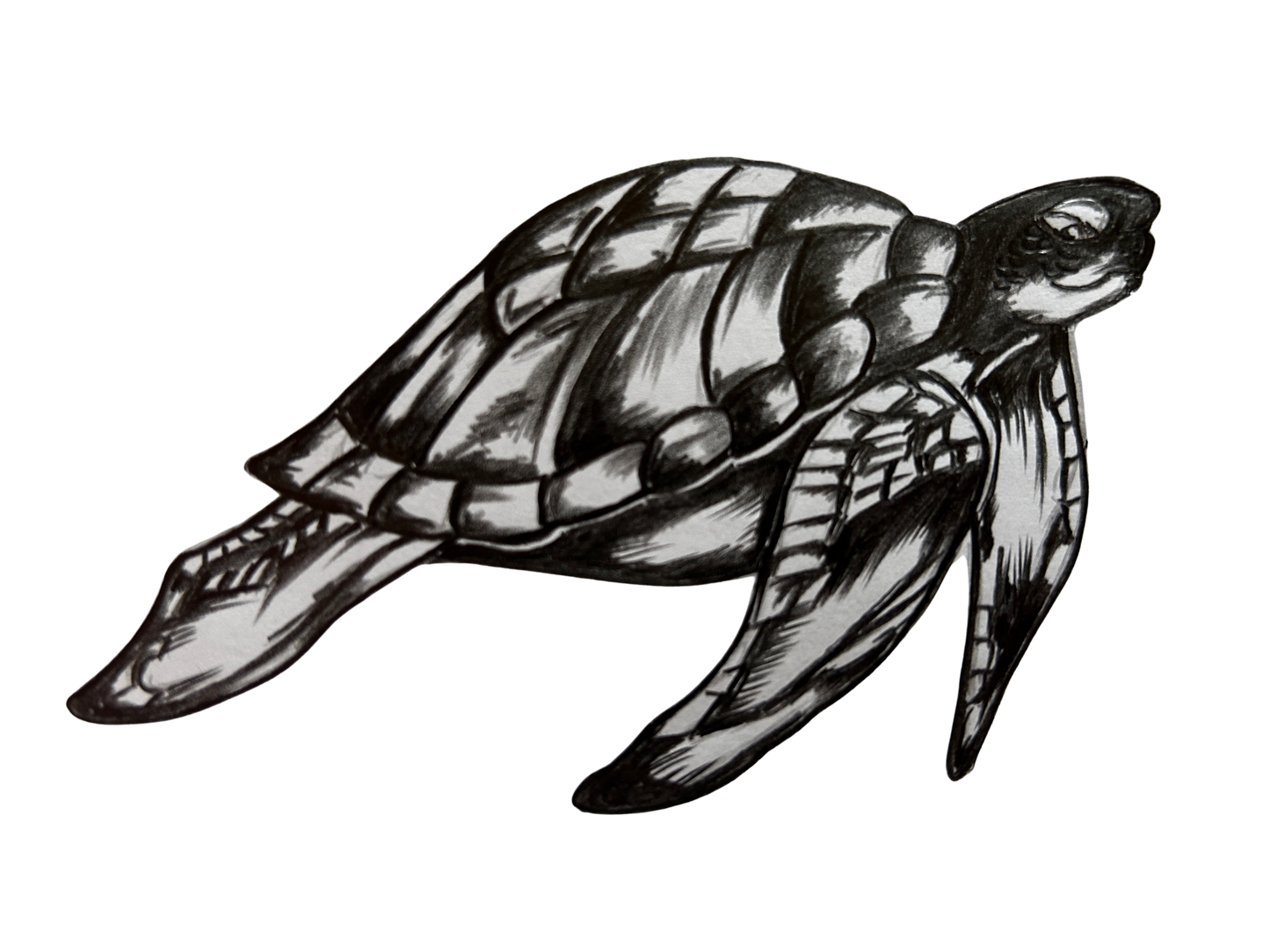 Black-and-white illustration of a leatherback sea turtle with detailed shell pattern, isolated on white background.