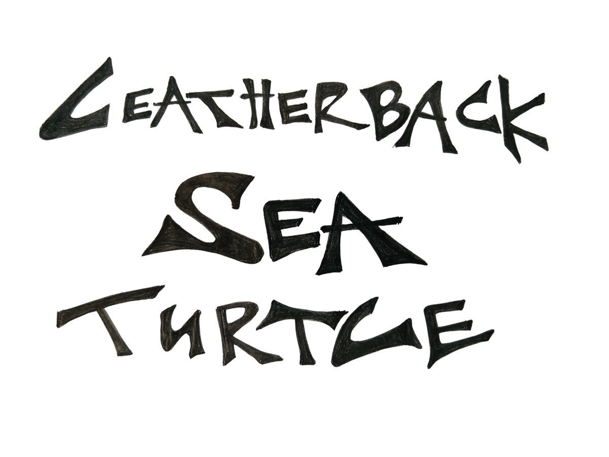 Hand-lettered 'Leatherback Sea Turtle' text in black brush script.