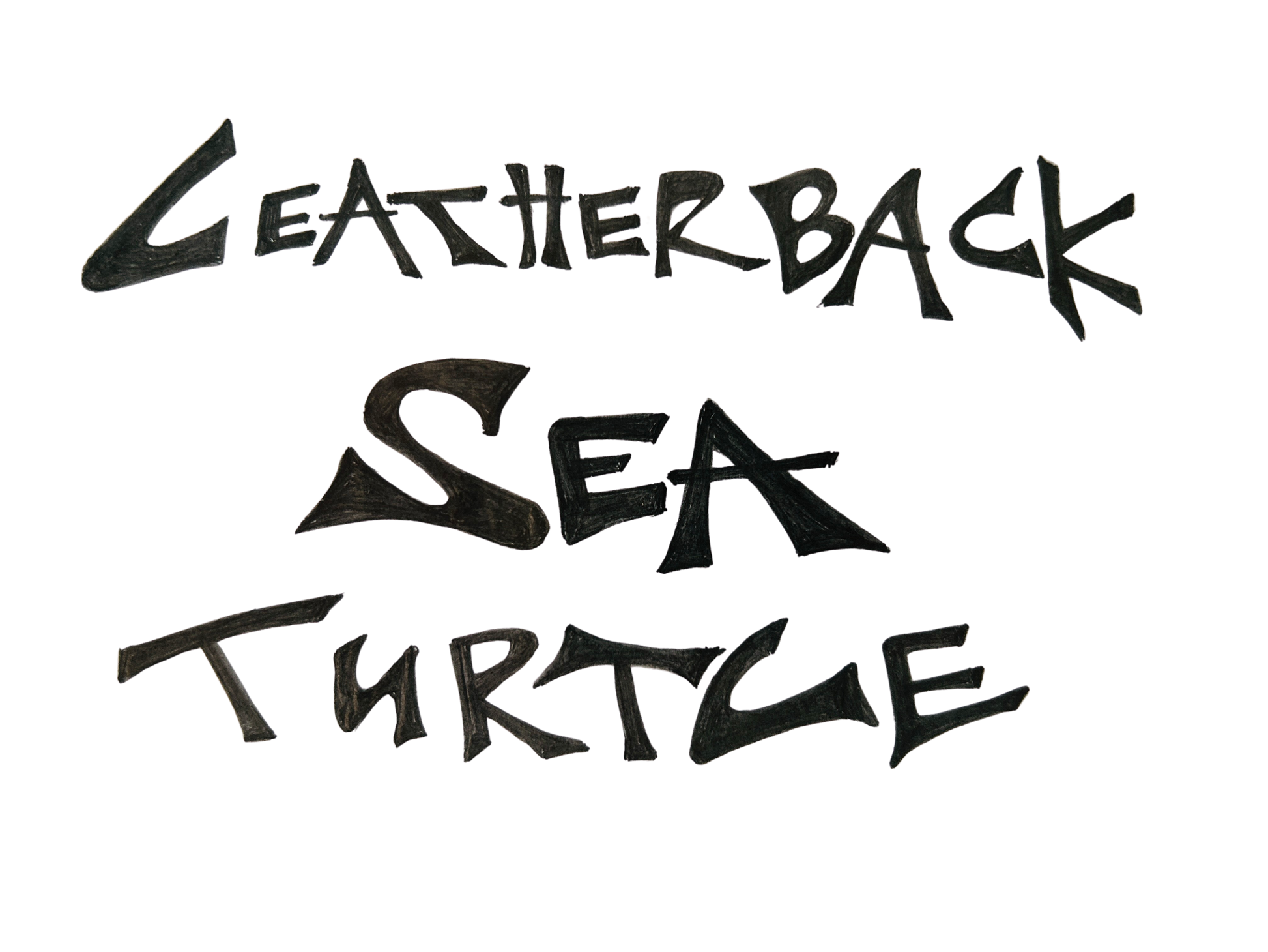 Hand-lettered 'Leatherback Sea Turtle' text in black brush script.
