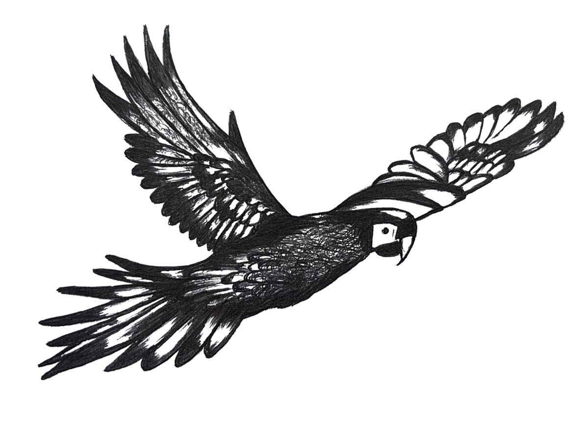 Hand-drawn flying Scarlet Macaw illustration, wildlife line art