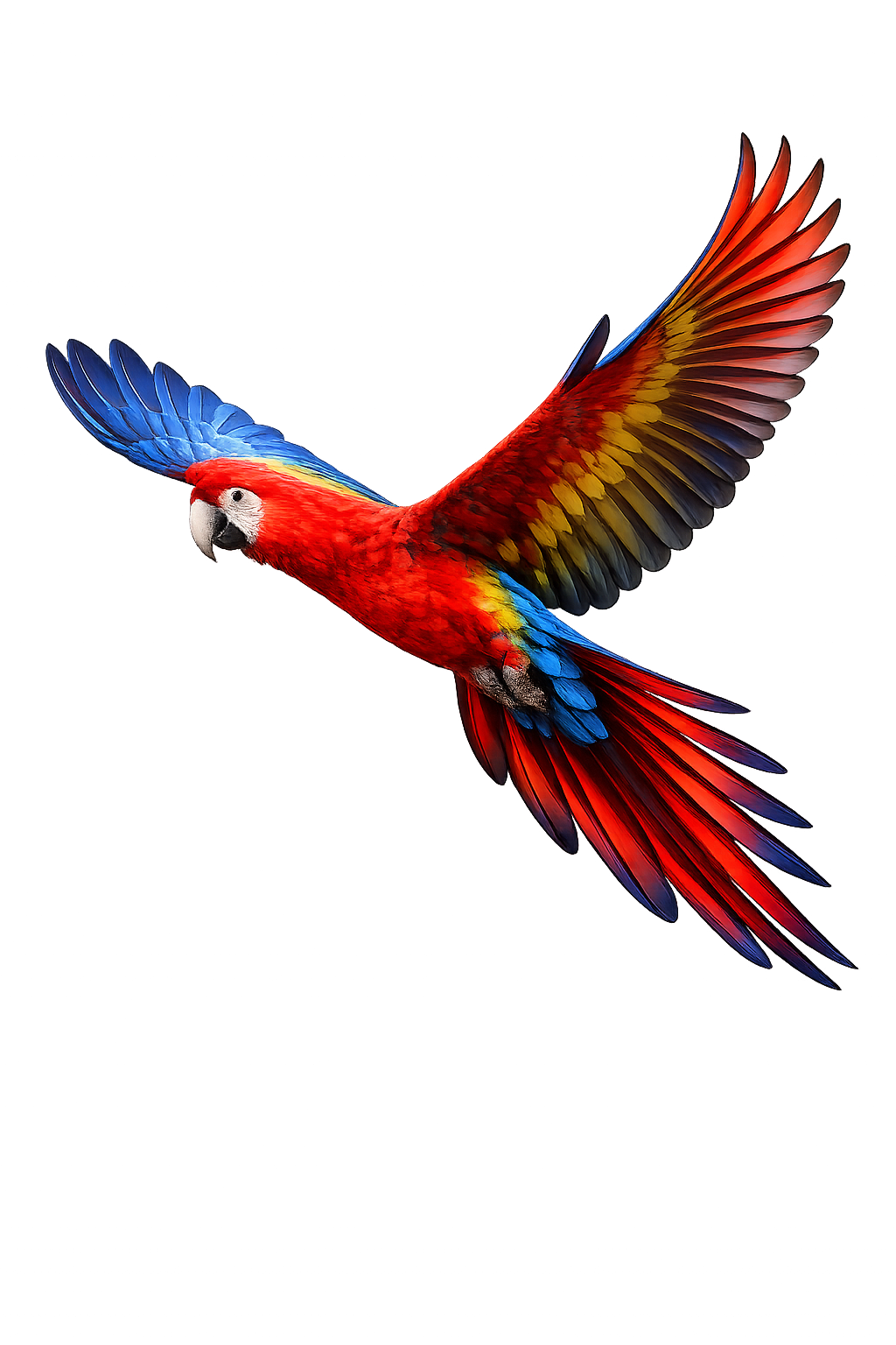 A vibrant red, blue, and yellow macaw parrot shown in flight against a solid white background.